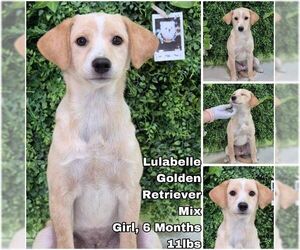 Golden Retriever-Unknown Mix Dogs for adoption in Seattle, WA, USA