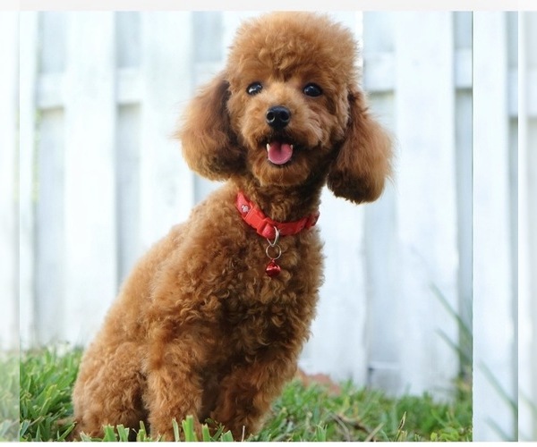 Medium Photo #1 Poodle (Miniature) Puppy For Sale in ORMOND BEACH, FL, USA