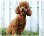 Small Photo #1 Poodle (Miniature) Puppy For Sale in ORMOND BEACH, FL, USA