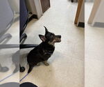 Small Chihuahua Mix