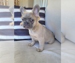 Small #2 French Bulldog