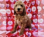 Small #2 Goldendoodle