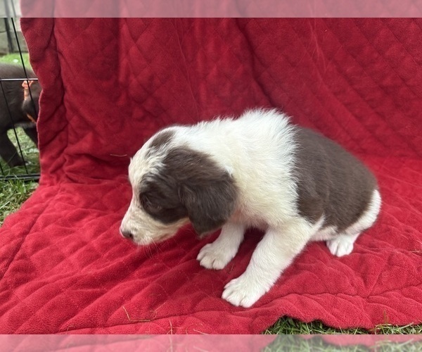 Medium Photo #63 Borador Puppy For Sale in MARION, VA, USA