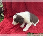 Small Photo #63 Borador Puppy For Sale in MARION, VA, USA