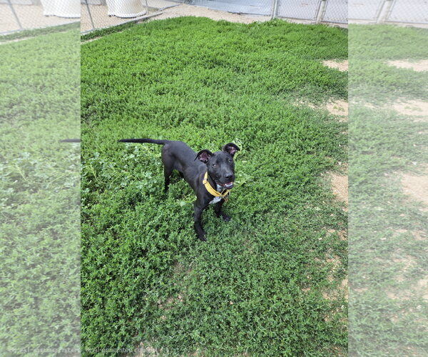 Medium Photo #1 Mutt Puppy For Sale in Maquoketa, IA, USA