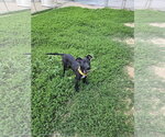 Small Mutt