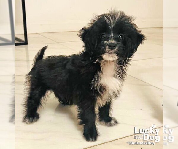 Medium Photo #3 Mutt Puppy For Sale in Washington, DC, USA