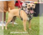 Small #6 American Pit Bull Terrier Mix