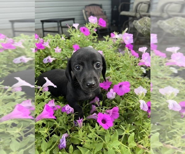Medium Photo #2 Dachshund Puppy For Sale in CONVOY, OH, USA