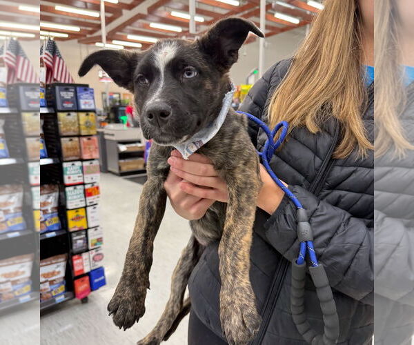 Medium Photo #4 Border Collie-Siberian Husky Mix Puppy For Sale in GILBERTS, IL, USA