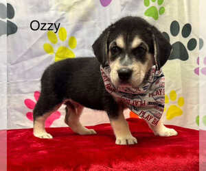 Medium Beagle-Huskies  Mix