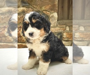 Miniature Bernedoodle Puppy for sale in WEST GROVE, PA, USA