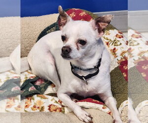Dexter - Male Chihuahua Dog for Adoption - Photo #2