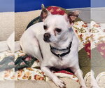 Small Photo #2 Chihuahua Puppy For Sale in Walnutport, PA, USA