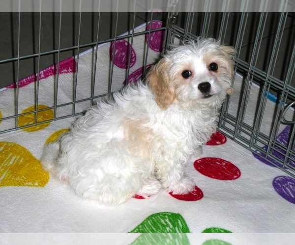 Medium Photo #5 Cavachon Puppy For Sale in ORO VALLEY, AZ, USA