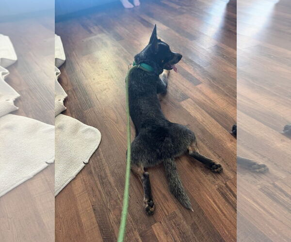 Medium Photo #3 Mutt Puppy For Sale in Garden City, NY, USA