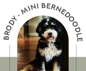 Father of the Bernedoodle (Miniature) puppies born on 11/25/2023