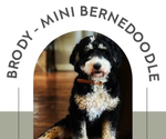 Small Photo #1 Bernedoodle (Miniature) Puppy For Sale in AUXVASSE, MO, USA
