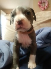American Pit Bull Terrier Puppy for sale in ZEBULON, GA, USA