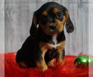 Beaglier Puppy for sale in FREDERICKSBG, OH, USA