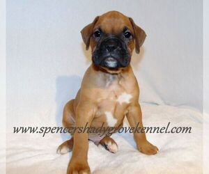 Boxer Puppy for sale in CABOOL, MO, USA