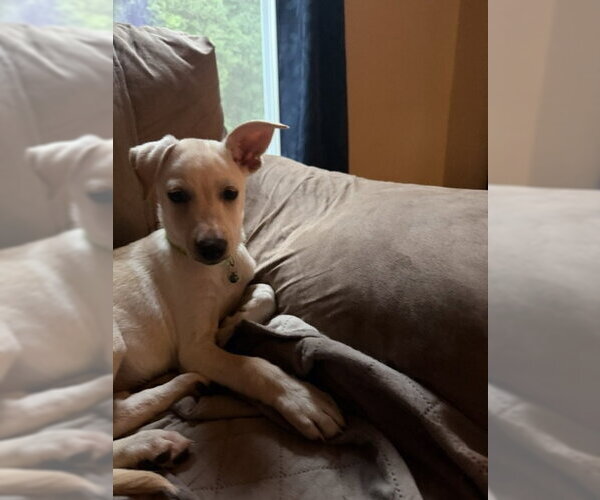 Medium Photo #3 Labrador Retriever-Unknown Mix Puppy For Sale in Genesee, WI, USA