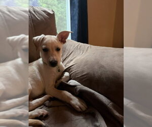 **LORI** - Female Rat Terrier-Unknown Mix Dog for Adoption - Photo #3