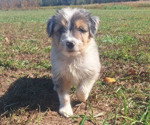 Aussiedoodle-Australian Shepherd Mix Puppy for Sale in LEWISBURG, Kentucky USA