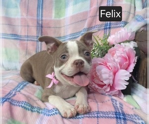 Boston Terrier Puppy for sale in MINERAL WELLS, WV, USA