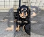 Small #4 Rottweiler