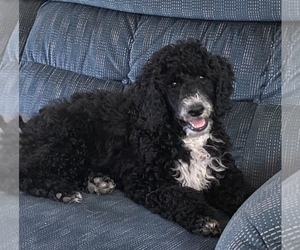 Poodle (Miniature) Puppy for sale in HOMER, IL, USA