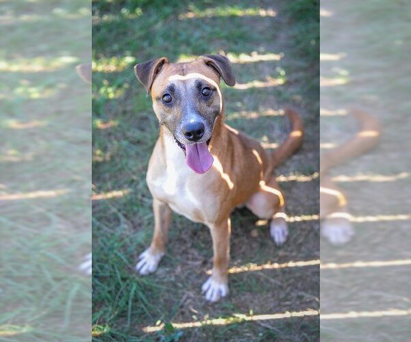 Medium Photo #4 Labrador Retriever Puppy For Sale in Jackson, MS, USA
