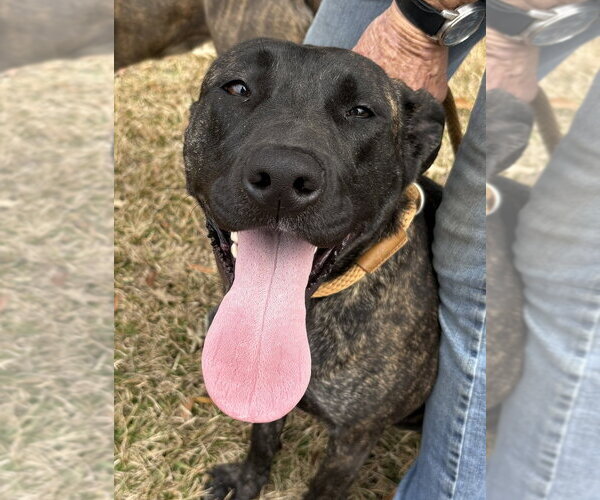 Medium Photo #1 Plott Hound-Unknown Mix Puppy For Sale in Boston, MA, USA
