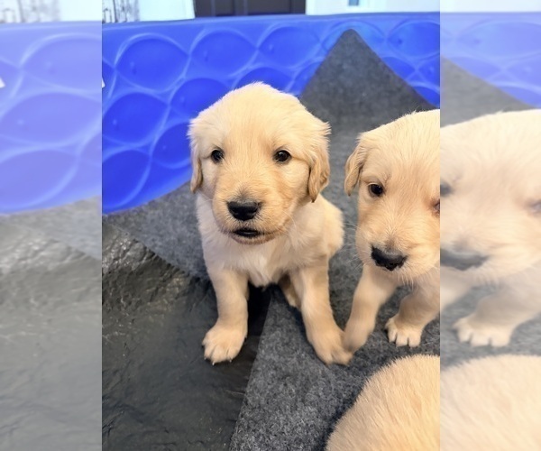 Medium Photo #13 Golden Retriever Puppy For Sale in PHOENIX, AZ, USA