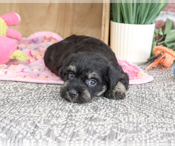 Medium Photo #6 Schnauzer (Miniature) Puppy For Sale in SYRACUSE, IN, USA