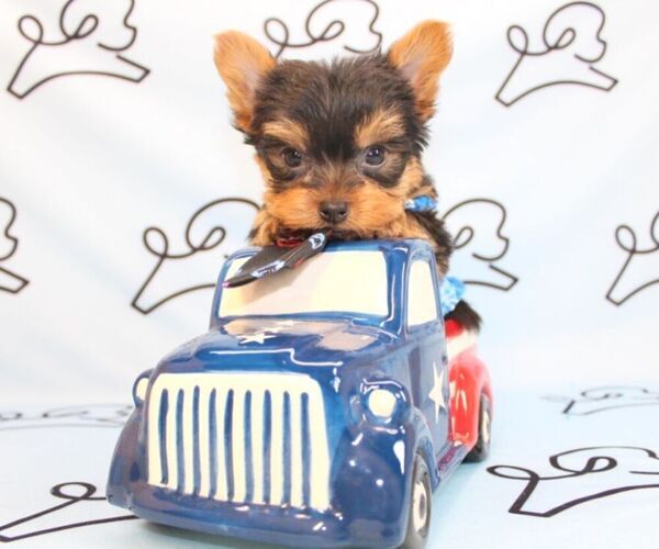Medium Photo #41 Yorkshire Terrier Puppy For Sale in LAS VEGAS, NV, USA