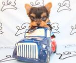 Small Photo #41 Yorkshire Terrier Puppy For Sale in LAS VEGAS, NV, USA