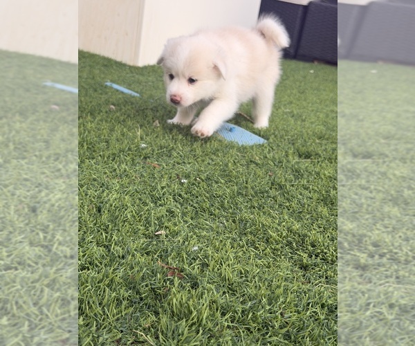 Medium Photo #1 Pomsky Puppy For Sale in LAVEEN, AZ, USA