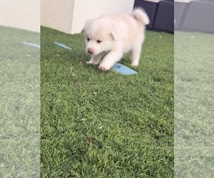 Medium Pomsky