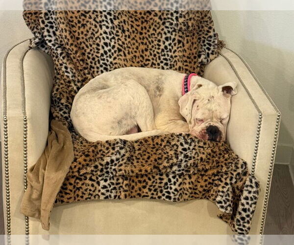 Medium Photo #2 Boxer Puppy For Sale in Austin, TX, USA