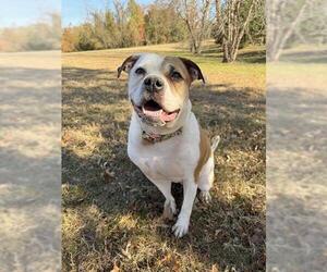 American Bulldog-Unknown Mix Dogs for adoption in Forestville, MD, USA
