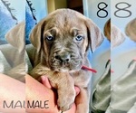 Small Photo #8 Cane Corso Puppy For Sale in HESPERIA, CA, USA