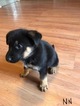 Small Photo #10 German Shepherd Dog Puppy For Sale in SICKLERVILLE, NJ, USA