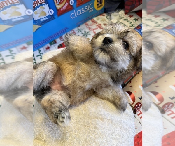 Medium Photo #1 Yorkshire Terrier Puppy For Sale in BENSON, NC, USA