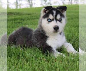 Siberian Husky Puppy for sale in CANON CITY, CO, USA