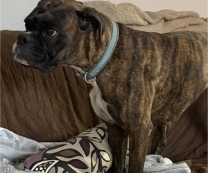 Mother of the Boxer puppies born on 08/28/2026