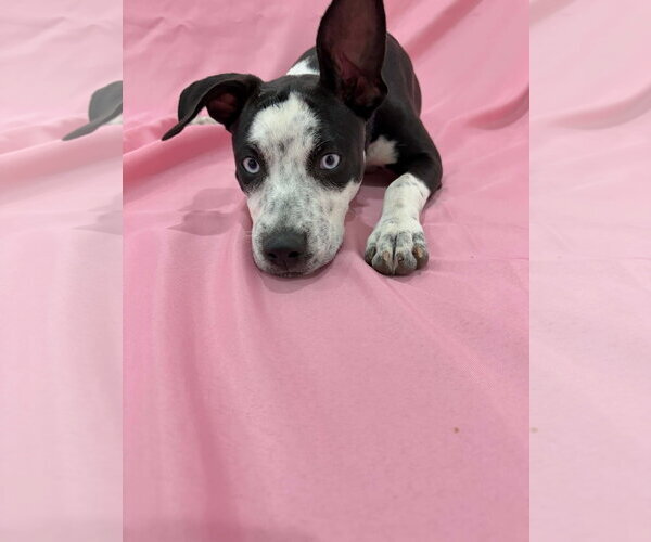 Medium Photo #13 Australian Shepherd-Catahoula Leopard Dog Mix Puppy For Sale in Sandy, UT, USA