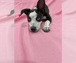 Small #12 Australian Shepherd-Catahoula Leopard Dog Mix