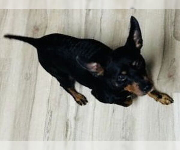 Medium Photo #9 Chipin Puppy For Sale in Princeton, MN, USA