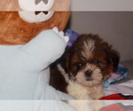 Small #3 Shih Tzu